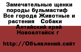 Замечательные щенки породы бульмастиф - Все города Животные и растения » Собаки   . Алтайский край,Новоалтайск г.